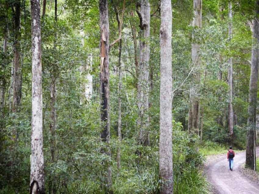 Alaya Verde Bed & Breakfast Ringtail Creek Exterior foto